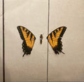 Paramore – Brand New Eyes